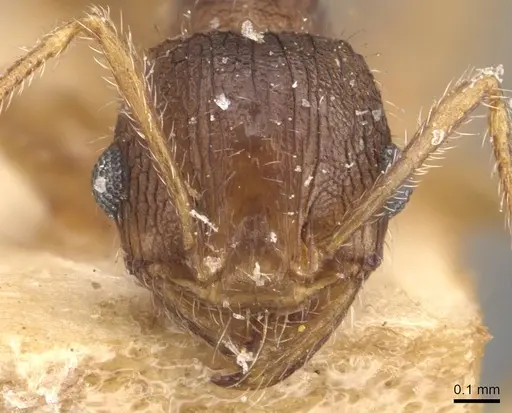Pheidole mjobergi specimen CASENT0907764 image casent0907764_2