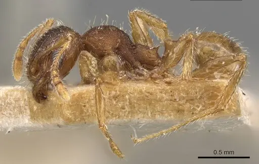 Pheidole mjobergi specimen CASENT0907764 image casent0907764_3