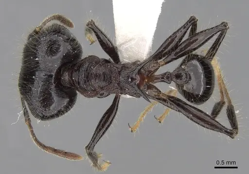 Pheidole modiglianii specimen CASENT0281712 image casent0281712_1