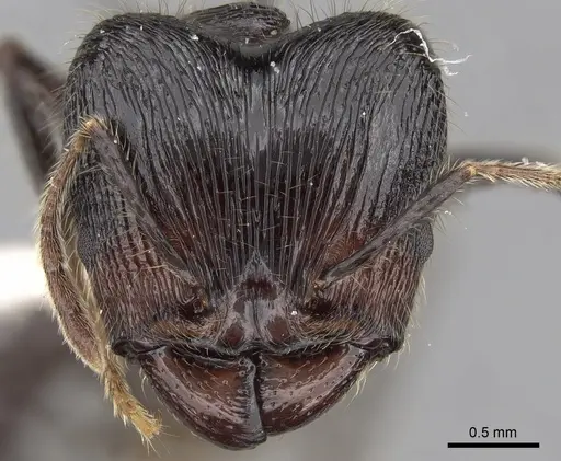 Pheidole modiglianii specimen CASENT0281712 image casent0281712_2