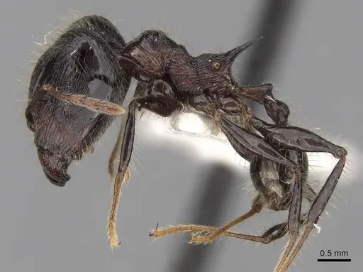 Pheidole modiglianii specimen CASENT0281712 image casent0281712_3