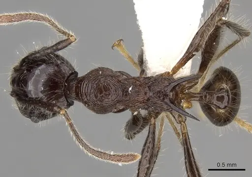 Pheidole modiglianii specimen CASENT0281713 image casent0281713_1