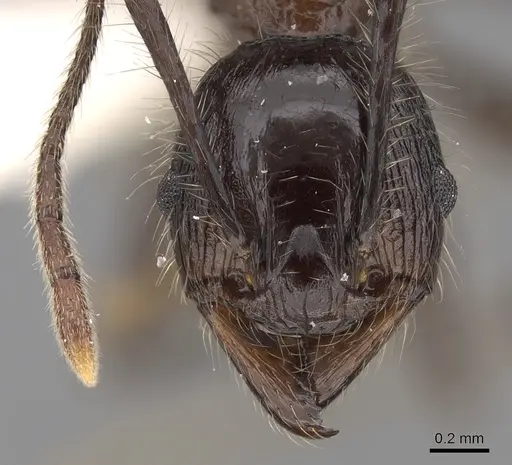 Pheidole modiglianii specimen CASENT0281713 image casent0281713_2