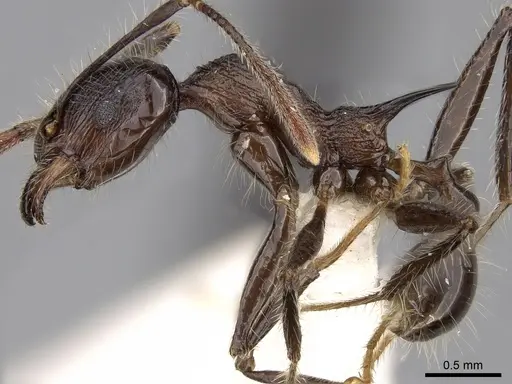 Pheidole modiglianii specimen CASENT0281713 image casent0281713_3