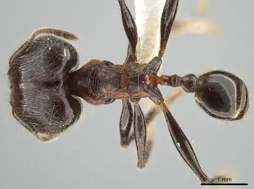 Pheidole modiglianii specimen CASENT0616532 image casent0616532_1