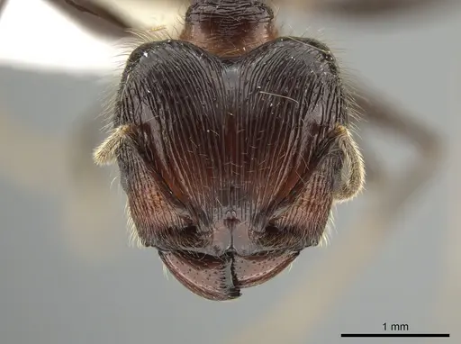 Pheidole modiglianii specimen CASENT0616532 image casent0616532_2