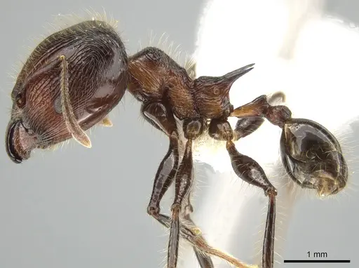 Pheidole modiglianii specimen CASENT0616532 image casent0616532_3