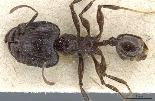 Pheidole modiglianii specimen CASENT0904264 image casent0904264_1