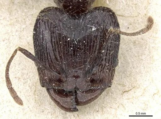 Pheidole modiglianii specimen CASENT0904264 image casent0904264_2