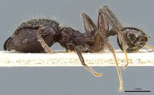 Pheidole modiglianii specimen CASENT0904264 image casent0904264_3
