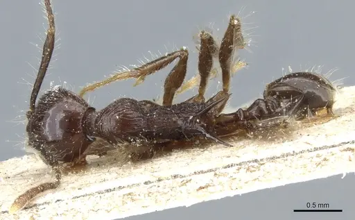 Pheidole modiglianii specimen CASENT0904265 image casent0904265_1