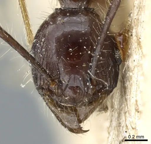 Pheidole modiglianii specimen CASENT0904265 image casent0904265_2
