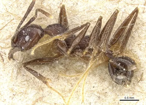Pheidole modiglianii specimen CASENT0904265 image casent0904265_3