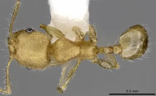 Pheidole moerens specimen ANTWEB1008489 image antweb1008489_1