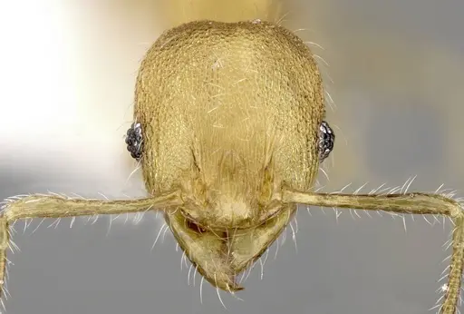 Pheidole moerens specimen ANTWEB1008489 image antweb1008489_2