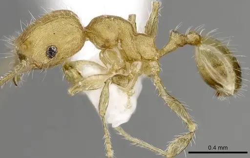 Pheidole moerens specimen ANTWEB1008489 image antweb1008489_3