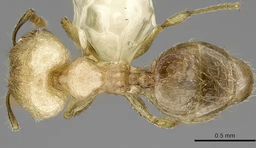 Pheidole moerens specimen ANTWEB1008490 image antweb1008490_1