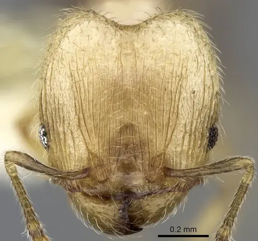 Pheidole moerens specimen ANTWEB1008490 image antweb1008490_2