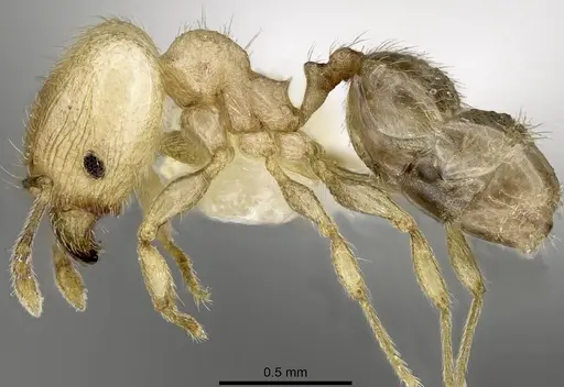 Pheidole moerens specimen ANTWEB1008490 image antweb1008490_3