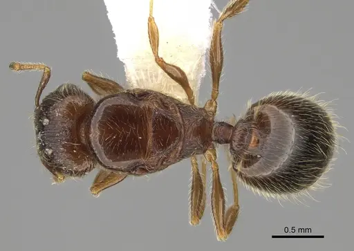 Pheidole moerens specimen CASENT0862460 image casent0862460_1
