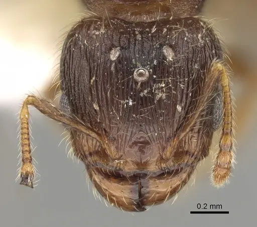 Pheidole moerens specimen CASENT0862460 image casent0862460_2