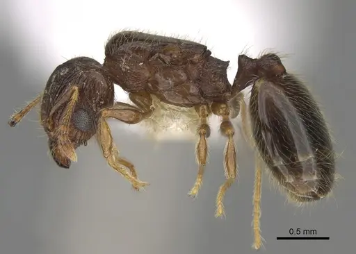 Pheidole moerens specimen CASENT0862460 image casent0862460_3