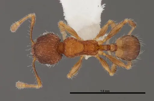 Pheidole moerens specimen FMNHINS0000078506 image fmnhins0000078506_1