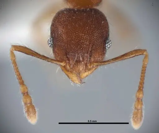 Pheidole moerens specimen FMNHINS0000078506 image fmnhins0000078506_2