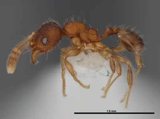 Pheidole moerens specimen FMNHINS0000078506 image fmnhins0000078506_3