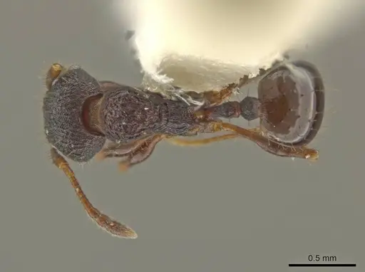 Pheidole monstrosa specimen CASENT0645834 image casent0645834_1