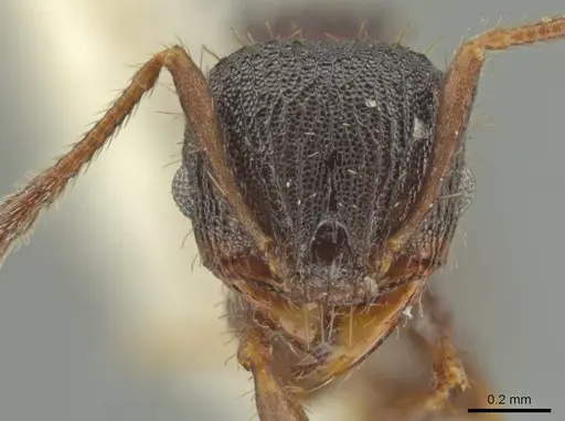 Pheidole monstrosa specimen CASENT0645834 image casent0645834_2