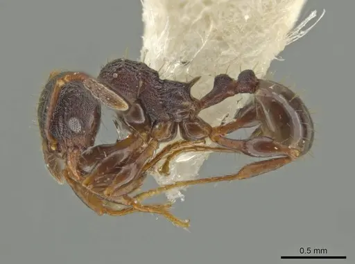 Pheidole monstrosa specimen CASENT0645834 image casent0645834_3