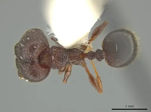 Pheidole monstrosa specimen JTLC000016462 image jtlc000016462_1