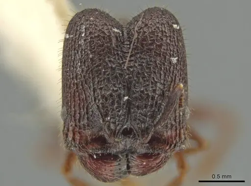 Pheidole monstrosa specimen JTLC000016462 image jtlc000016462_2