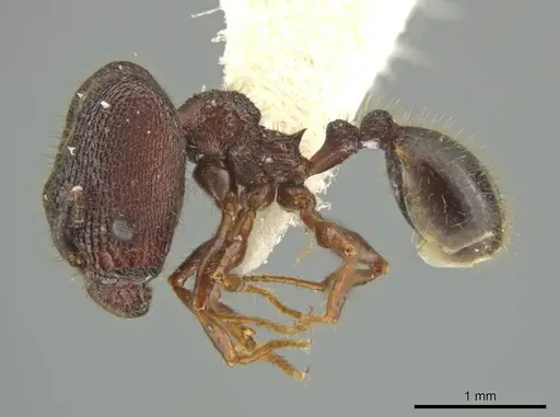 Pheidole monstrosa specimen JTLC000016462 image jtlc000016462_3
