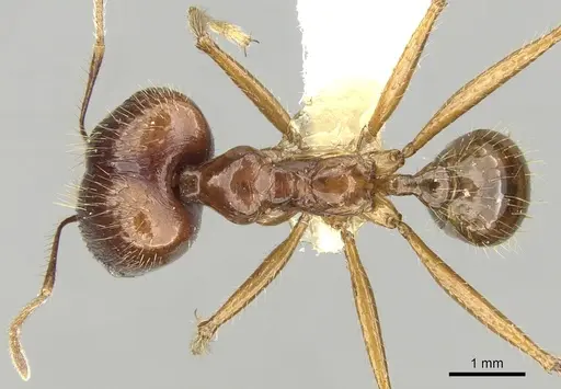 Pheidole montana specimen CASENT0281649 image casent0281649_1