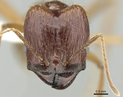 Pheidole montana specimen CASENT0281649 image casent0281649_2