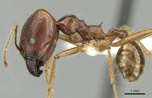 Pheidole montana specimen CASENT0281649 image casent0281649_3