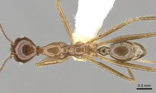 Pheidole montana specimen CASENT0281650 image casent0281650_1