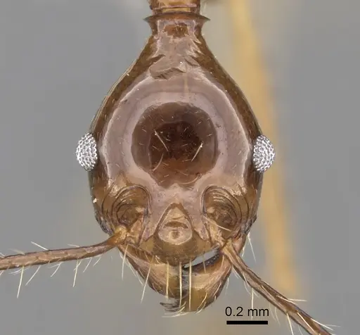 Pheidole montana specimen CASENT0281650 image casent0281650_2