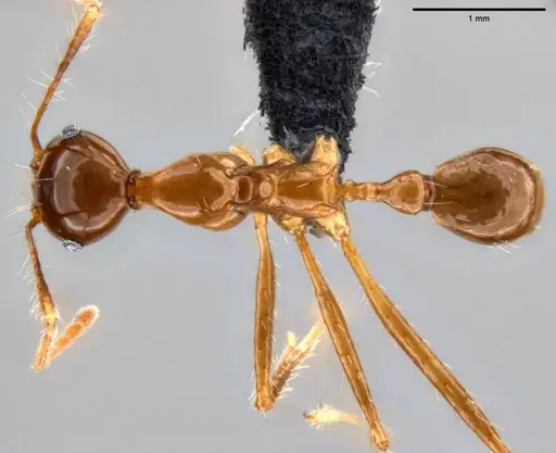 Pheidole montana specimen CASENT0282607 image casent0282607_1