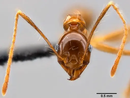Pheidole montana specimen CASENT0282607 image casent0282607_2