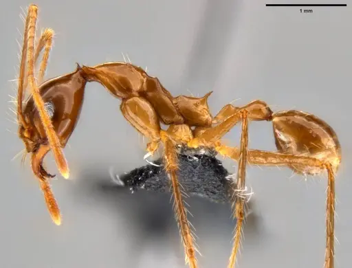 Pheidole montana specimen CASENT0282607 image casent0282607_3