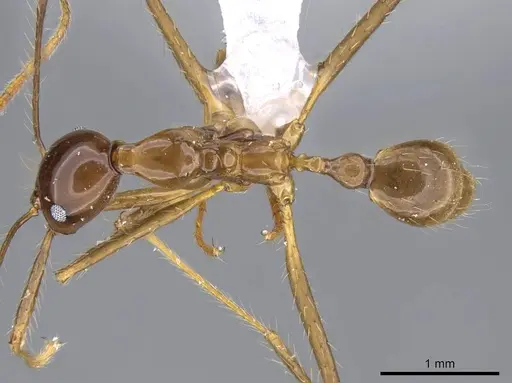 Pheidole montana specimen CASENT0922206 image casent0922206_1