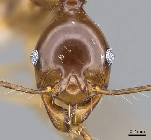 Pheidole montana specimen CASENT0922206 image casent0922206_2
