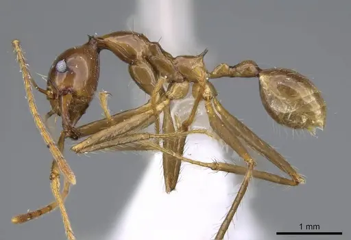 Pheidole montana specimen CASENT0922206 image casent0922206_3