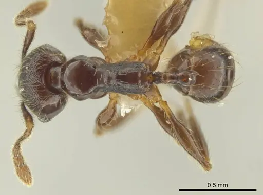 Pheidole monteverdensis specimen CASENT0635489 image casent0635489_1