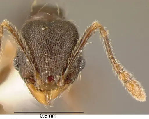 Pheidole monteverdensis specimen CASENT0635489 image casent0635489_2