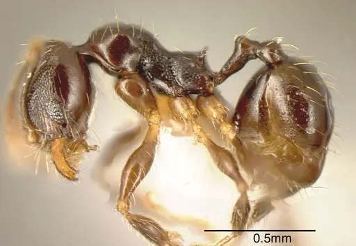 Pheidole monteverdensis specimen CASENT0635489 image casent0635489_3