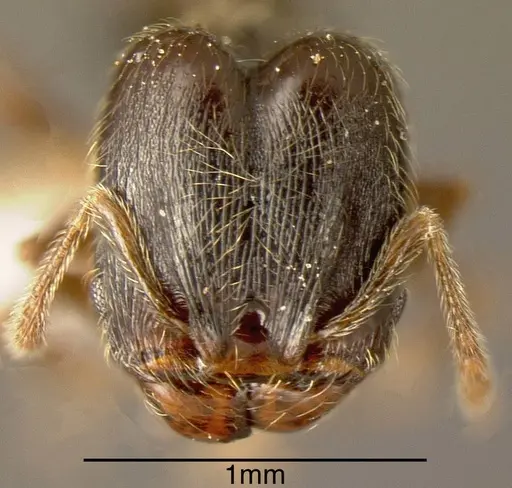 Pheidole monteverdensis specimen INBIOCRI002279752 image inbiocri002279752_1